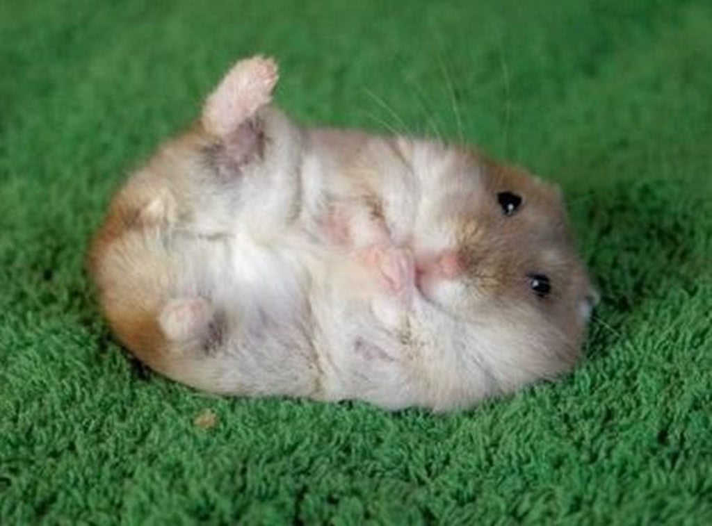 仓鼠真的有致命病毒吗,仓鼠最喜欢吃的食物排行榜