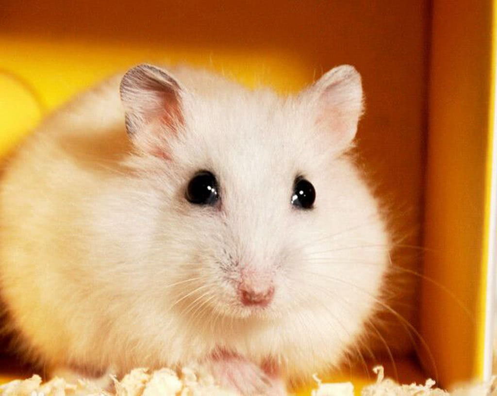 仓鼠真的有致命病毒吗,仓鼠最喜欢吃的食物排行榜