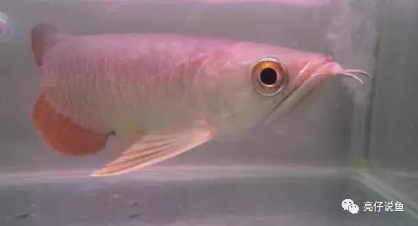 龙鱼品种价格排行,龙鱼图片品种介绍视频播放