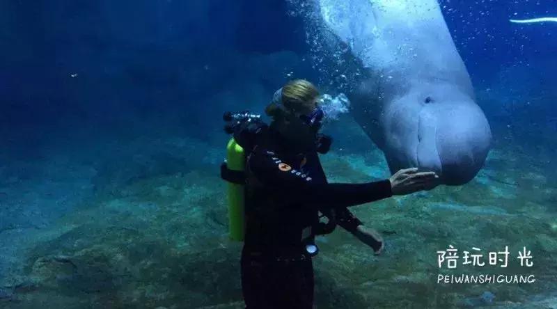 长隆攻略亲子游三天预算,五一带娃游长隆