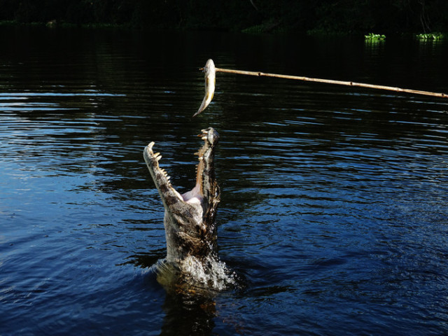 法国vs巴西最新比赛,法国vs乌拉圭2014