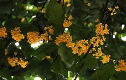 桂花树移栽后生长缓慢怎么办,桂花树移栽几年了长势不好怎么办