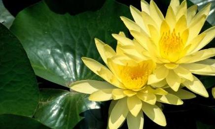 睡莲花品种及图片,睡莲开花非常漂亮而且很好养