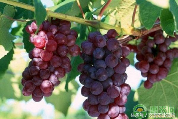 7月6日各地葡萄批发价格行情