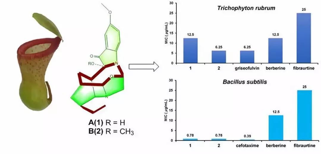 一种白色的小花特别香叫什么名字,特别洁白的花叫什么花