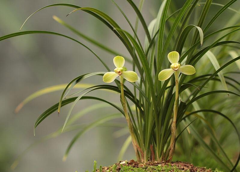 什么花高档大气好养,好养高大上漂亮有寓意的花