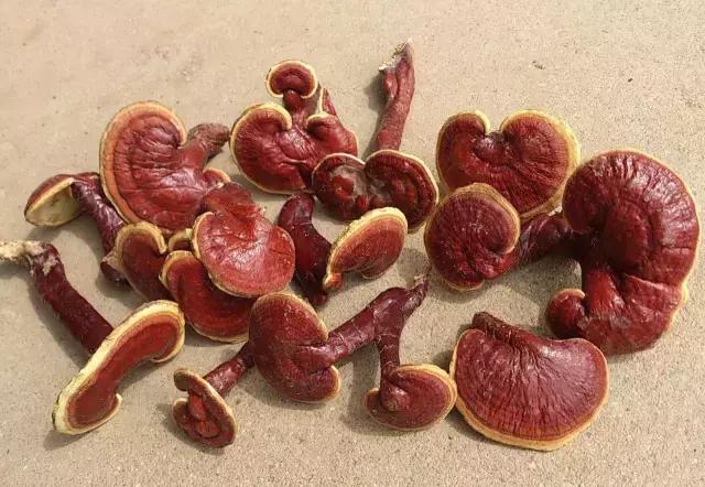 日本最好的灵芝产品 (灵芝产品的演变发展过程)