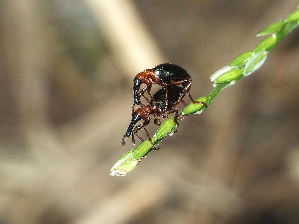 甘薯蚁象也是农作物的杀手,专门吃红薯的