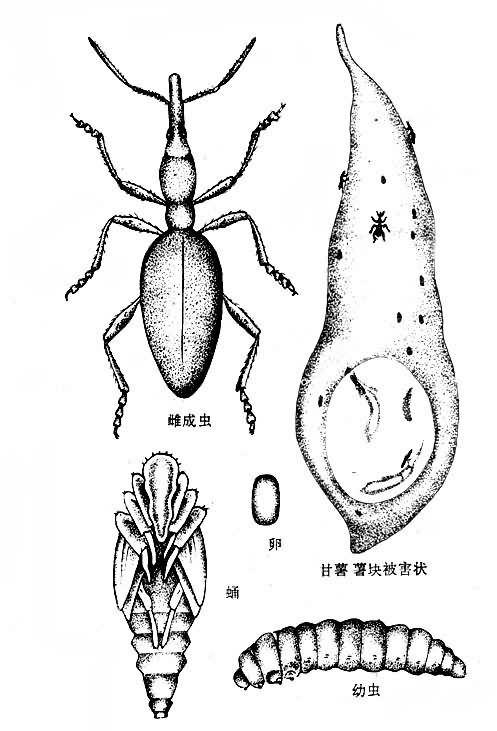 甘薯蚁象有没有毒,甘薯蚁象是竹笋虫吗