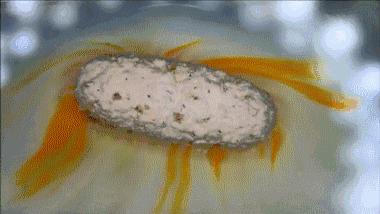 胶囊进肚里几分钟溶解,看完心里舒坦的感受