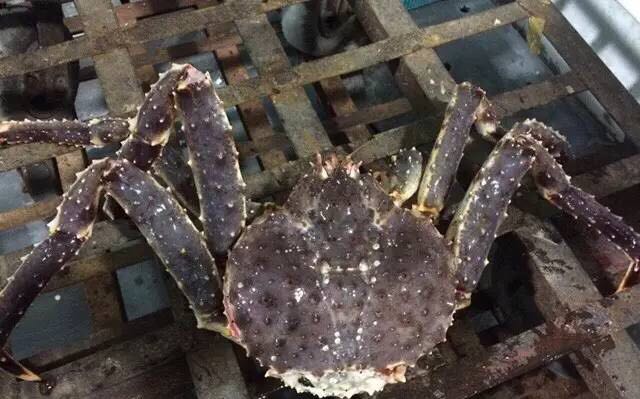 螃蟹的世界旅行,螃蟹的世界深度解析