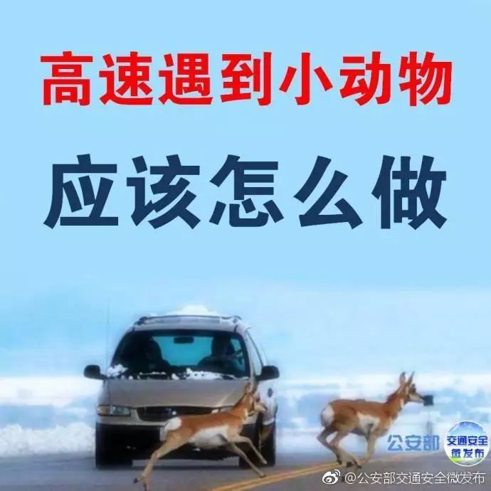 高速知识贴,高速撞死小动物怎么化解