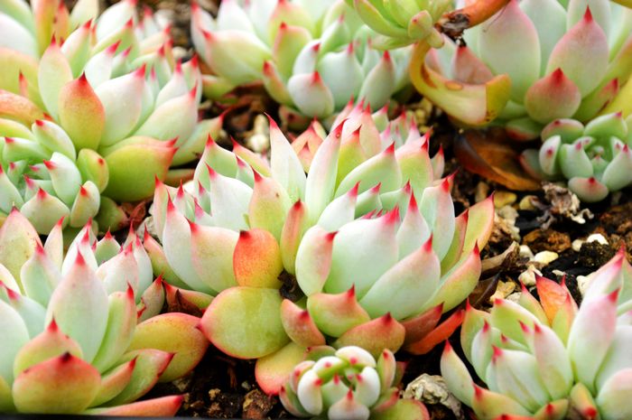 雪莲多肉好服盆不,雪莲系多肉