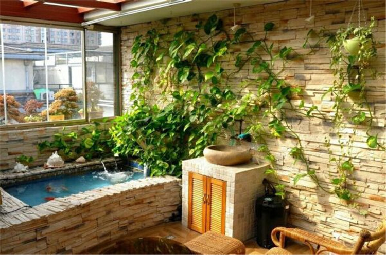 虾缸能养绿萝,养鱼池如何养绿萝