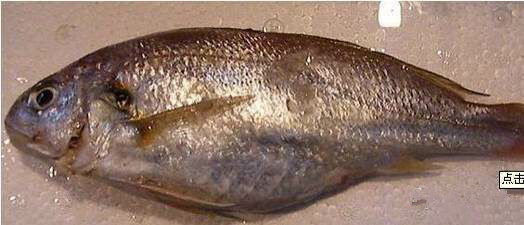 日照有什么好玩的地方,日照金山