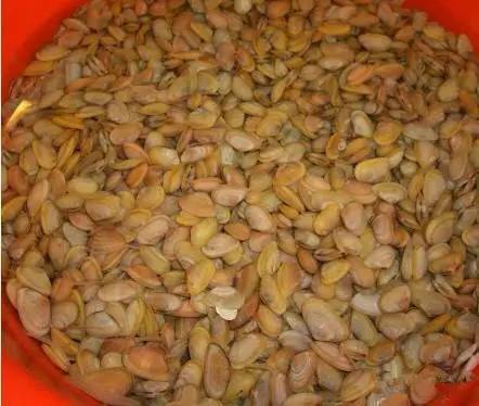 日照有什么好玩的地方,日照金山