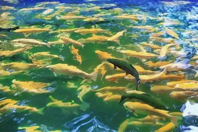 栾川美食的各种菜系第一名,栾川特色美食排行榜