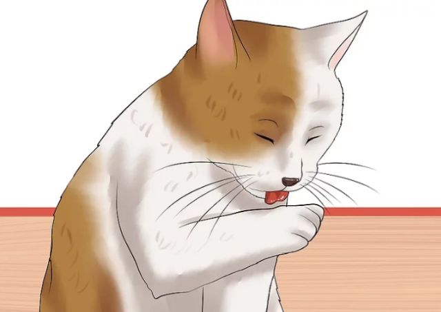 猫体内外驱虫滴剂示范,猫体内外驱虫多少钱