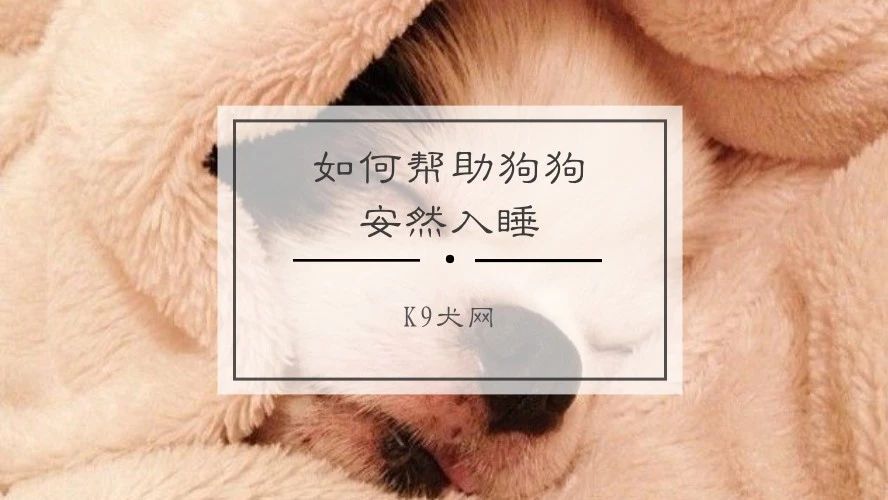 狗狗晚上睡觉总是睡不安稳怎么办,狗狗晚上睡觉不踏实老醒怎么办