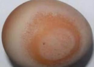 养鸡产蛋期间注意事项,养鸡十大问题及答案