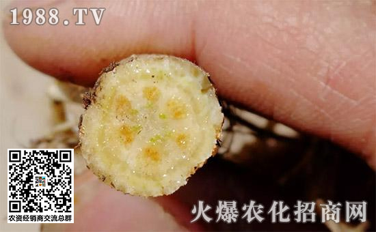 瓜果死苗烂根怎么处理,大棚种瓜类死棵的原因