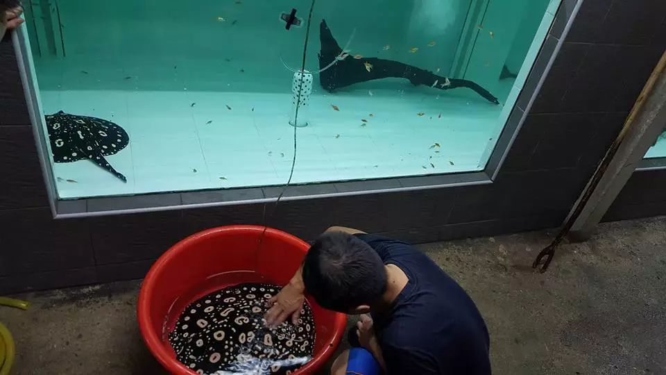 魟鱼入缸不开口,搞懂魟鱼入缸的所有事项