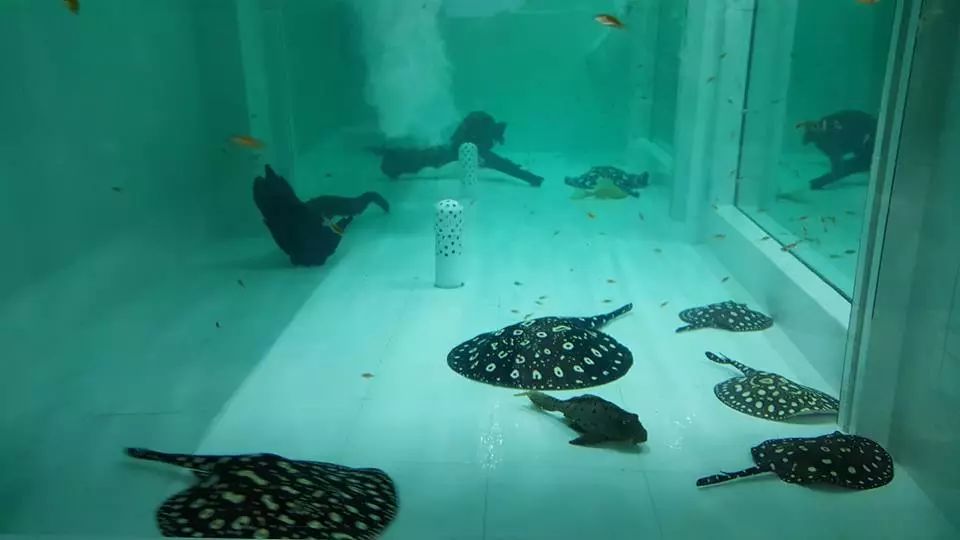 魟鱼怎么入缸就死,魟鱼入缸前检疫