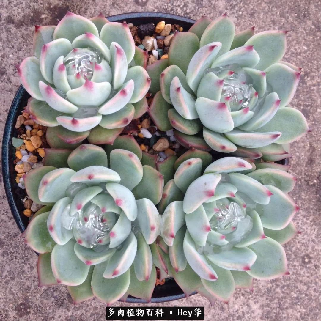 吉娃娃多肉高清图片,吉娃娃图片多肉