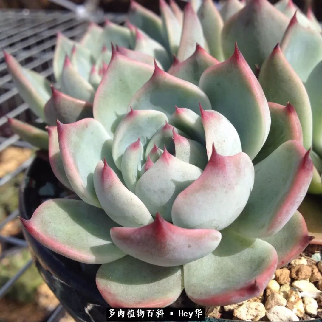 吉娃娃多肉高清图片,吉娃娃图片多肉