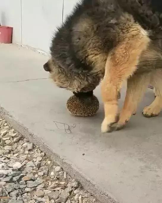 德牧抓来小刺猬当足球，练习足球技术不服输，狗狗：换我上能赢！