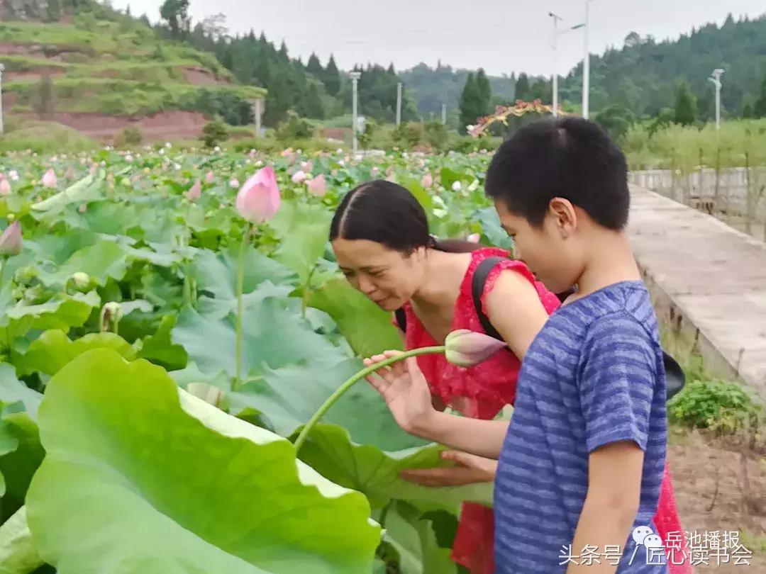 岳池北庙荷花节视频,四川广安荷花节