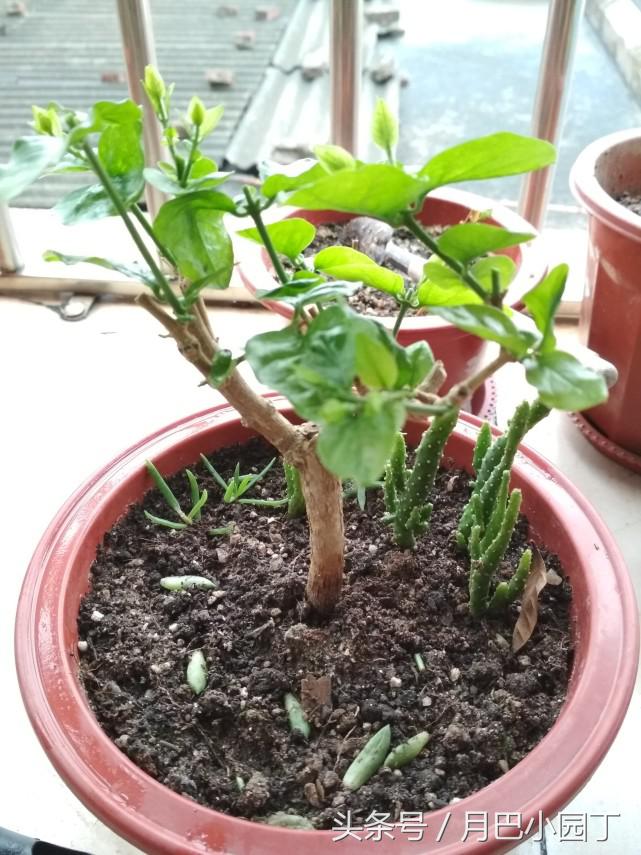 茉莉黄叶掉花苞怎样挽救,茉莉长黄叶黑枝