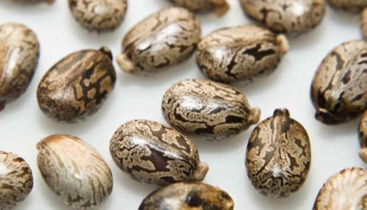 中药蓖麻子拔毒,蓖麻子拔毒