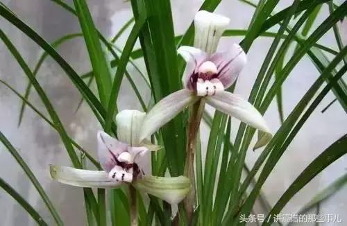 美极了樱花盛开图片,中国各市的市花大全