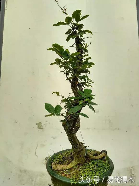 两面针精品盆景欣赏,最美两面针盆景