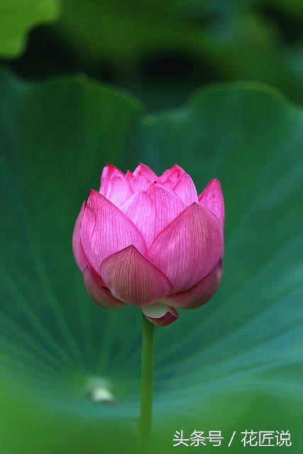 炎炎夏日来赏荷花,夏天听蝉鸣池边赏荷花