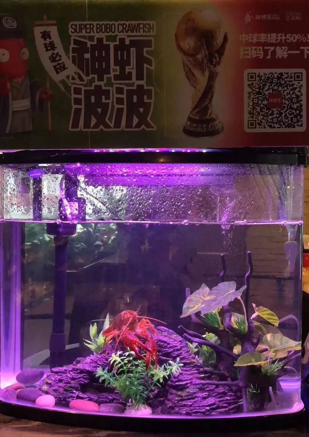 世界杯神虾“波波”，预测准确率80%以上！