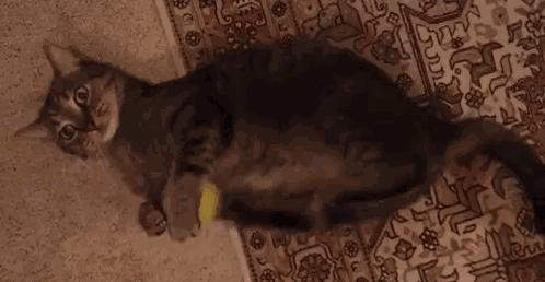 新手养猫需要注意这3点,新手养猫要注意的事项