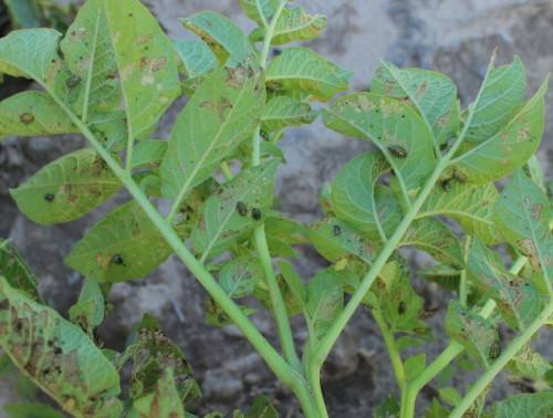 有几种吃蔬菜的瓢虫,所有瓢虫都吃什么蔬菜