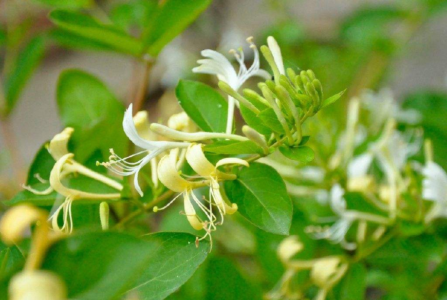 金银花一蒂二花,状如雄雌相伴,又似鸳鸯对舞,故有鸳鸯藤之称