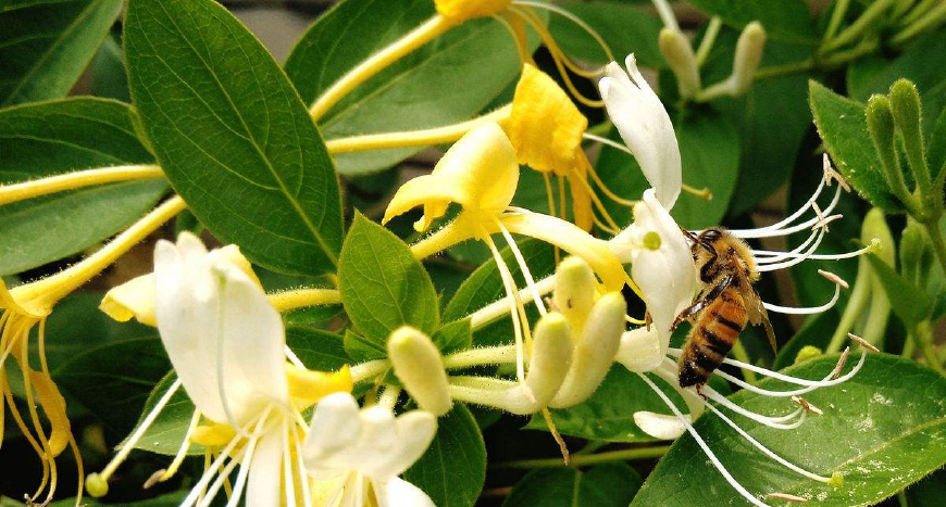 金银花一蒂二花,状如雄雌相伴,又似鸳鸯对舞,故有鸳鸯藤之称