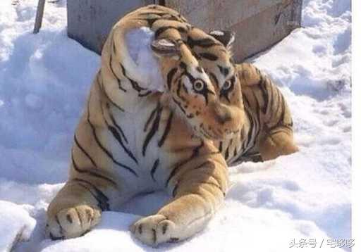 10张没p图但透露着诡异的照片,19张诡异的图片