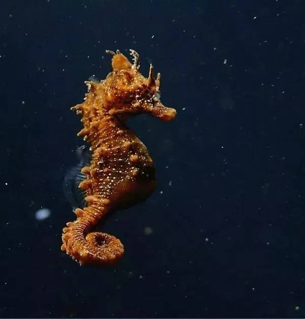 海马有多少种,海马哪种种类比较好