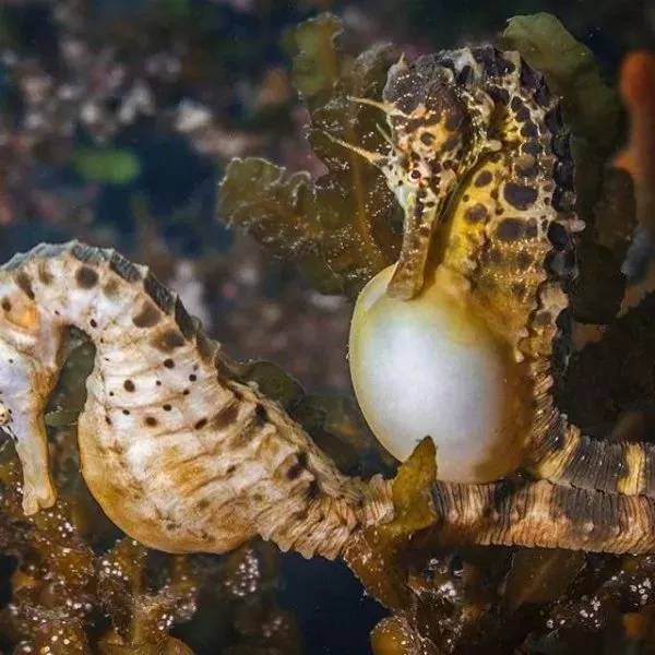 海马有多少种,海马哪种种类比较好