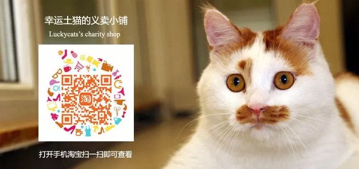 领养土猫的平台,领养土猫附近