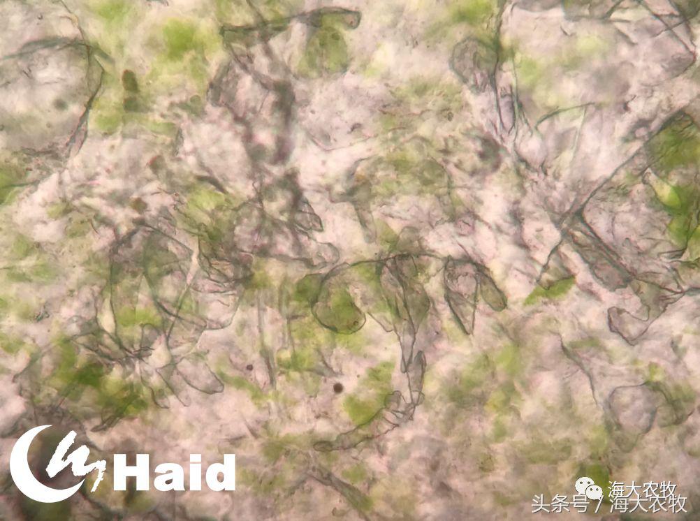 靠吃蚕豆吃出超高鱼价，这条鱼古法养殖名震全国