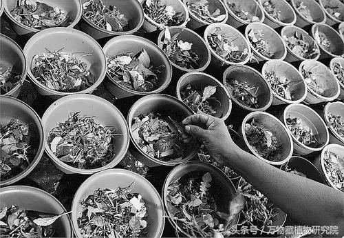 同草不同命，大牌护肤品中也有这些印度草药