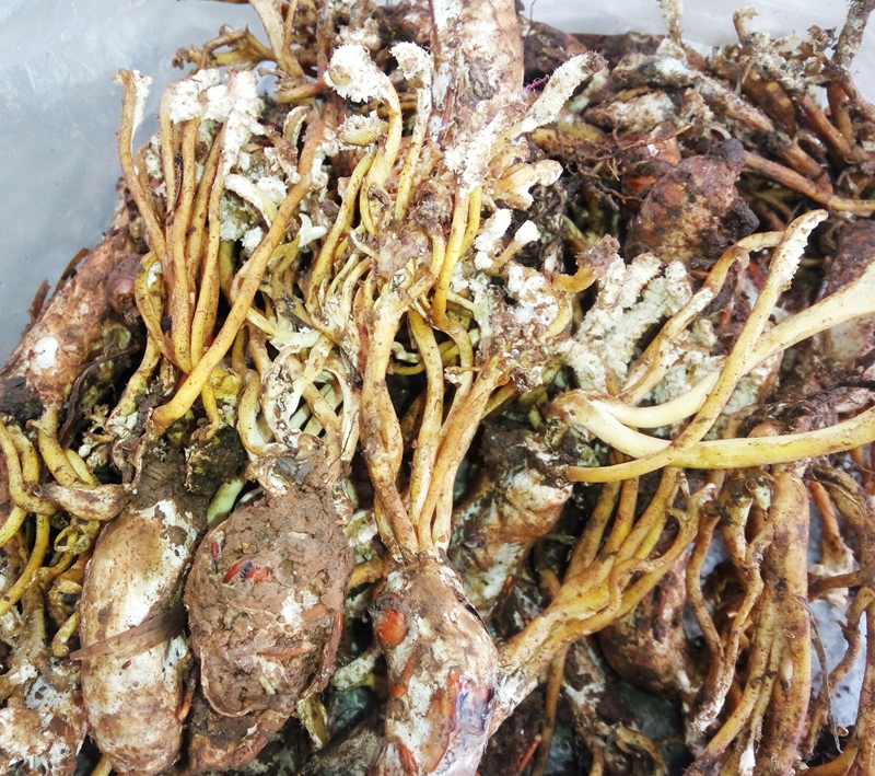 神奇的洪雅：七月里蝉花盛开凤凰村唐僧肉香