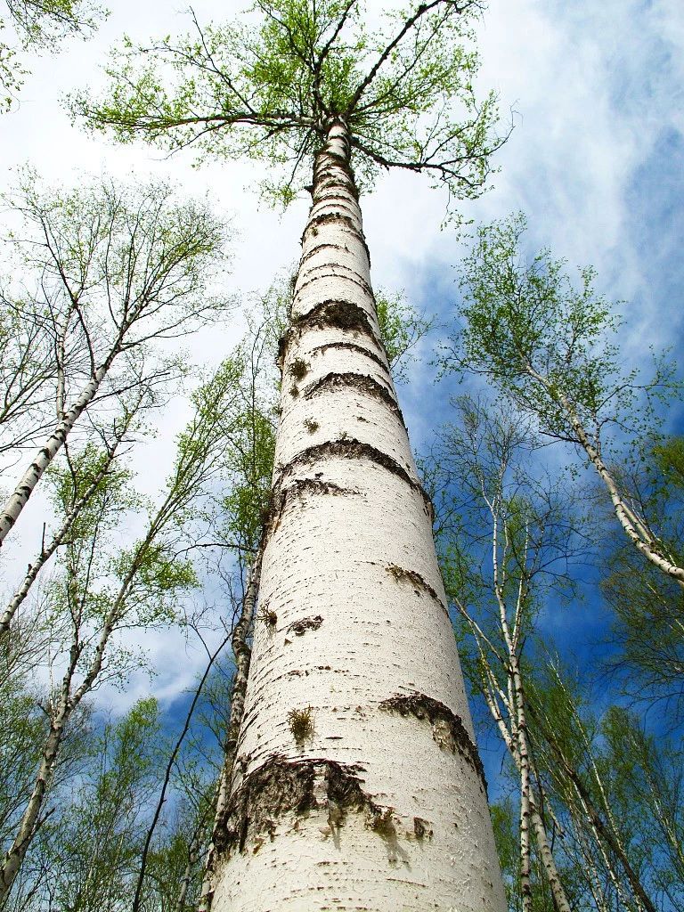 中国少数民族的独特生活,中国北方少数民族真实生活