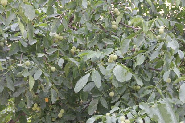 核桃的主要虫害有哪些怎样防治,核桃主要病虫害的防治技术